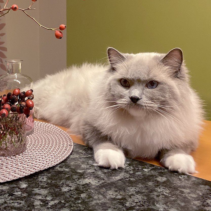 Ragdoll blue mitted – Henry