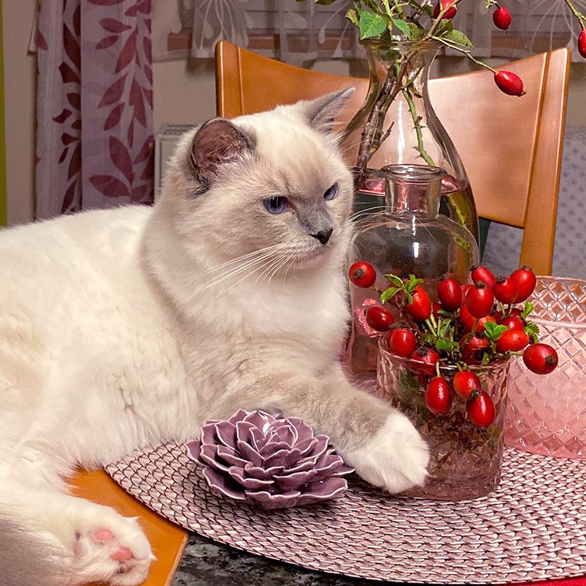 Ragdoll blue mitted – Raven