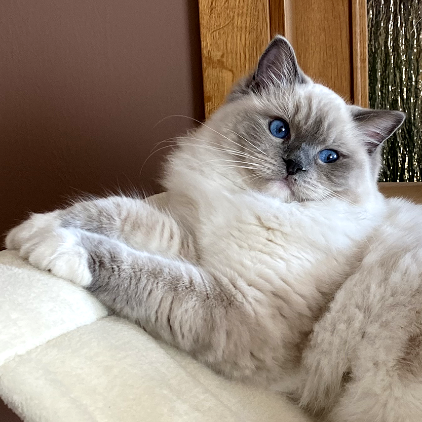 Ragdoll blue mitted - Beludru Raven Reyes *NL (RAG а 04)