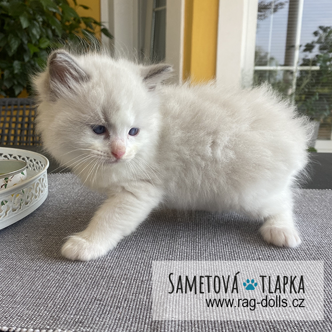 Ragdoll kitten - Hickey Sametová tlapka