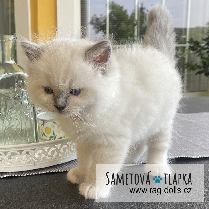 Ragdoll kitten - Honey Girl Sametová tlapka