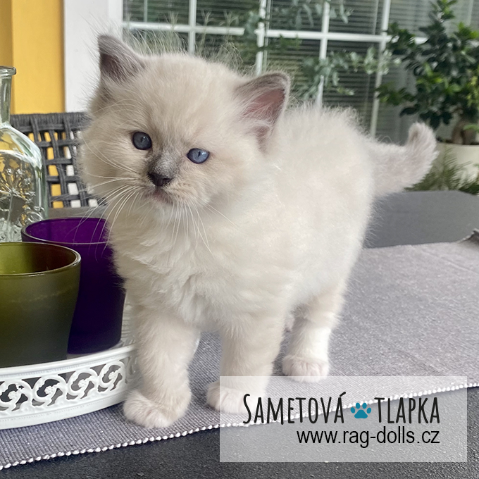 Ragdoll kitten - Heimdall Sametová tlapka