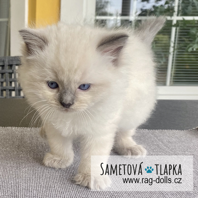 Ragdoll kitten - Hermiona Sametová tlapka