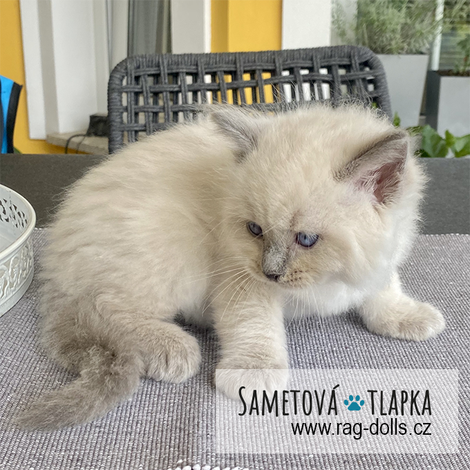 Ragdoll kitten - Hamilton Sametová tlapka