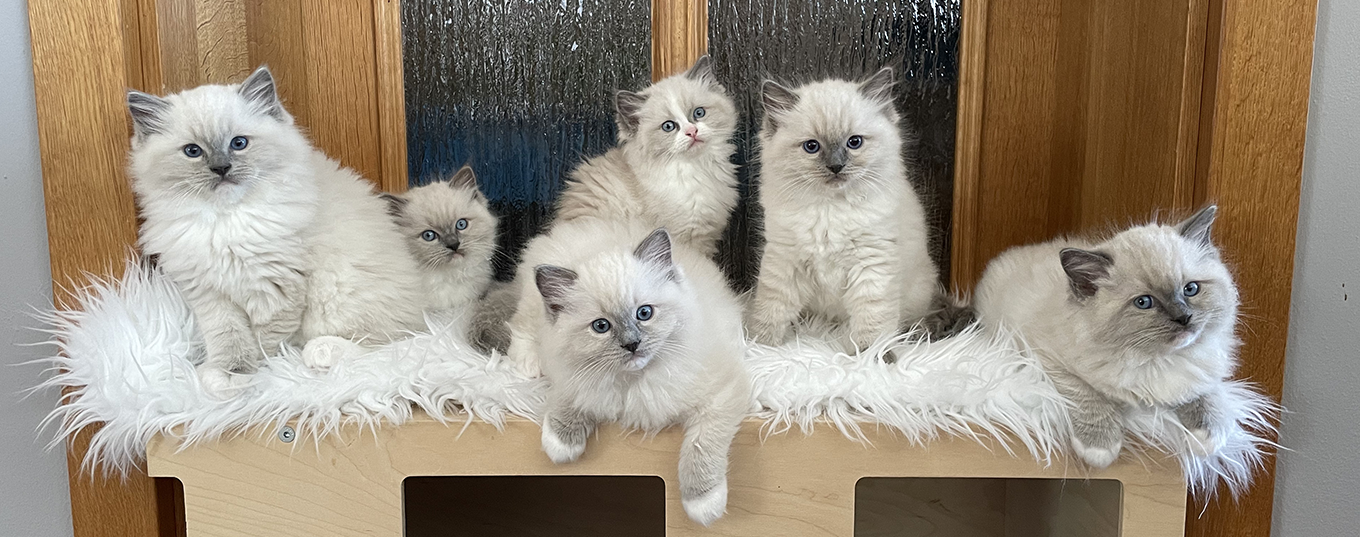 Sametová tlapka – blue mitted ragdolls