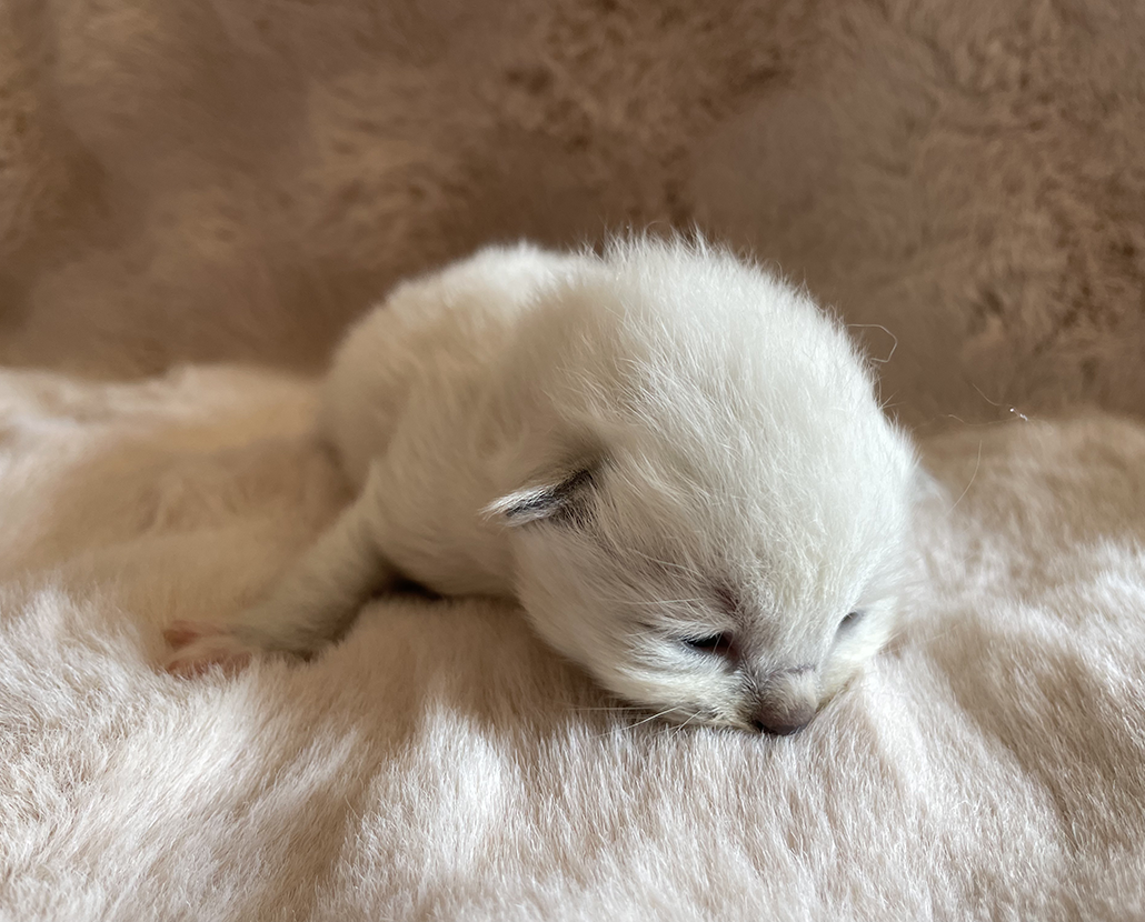 Lancelot Sametová tlapka