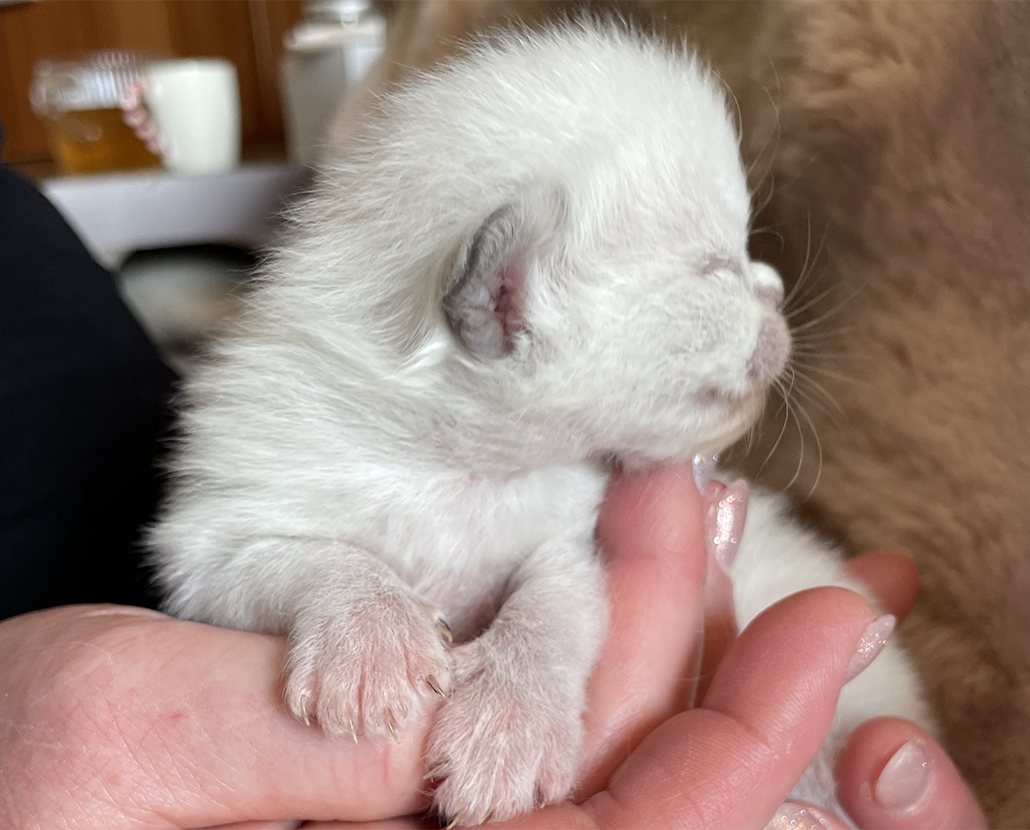 Luna Sametová tlapka