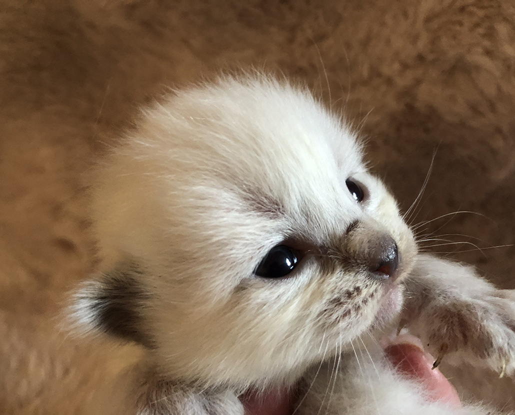 Leia Sametová tlapka