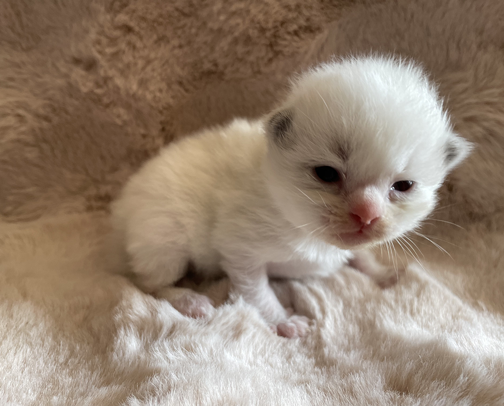 Legolas Sametová tlapka