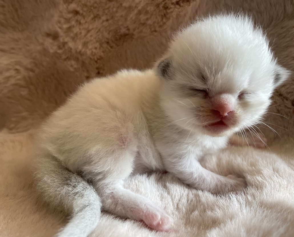 Loki Sametová tlapka