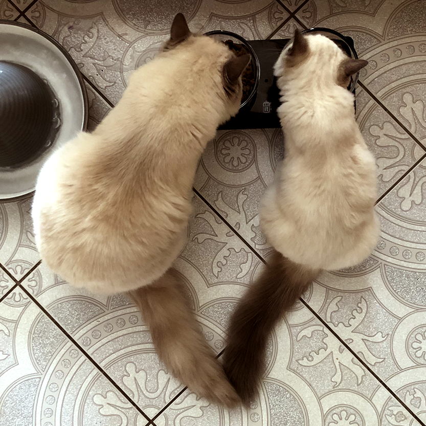 Blue mitted ragdolls – společná večeře