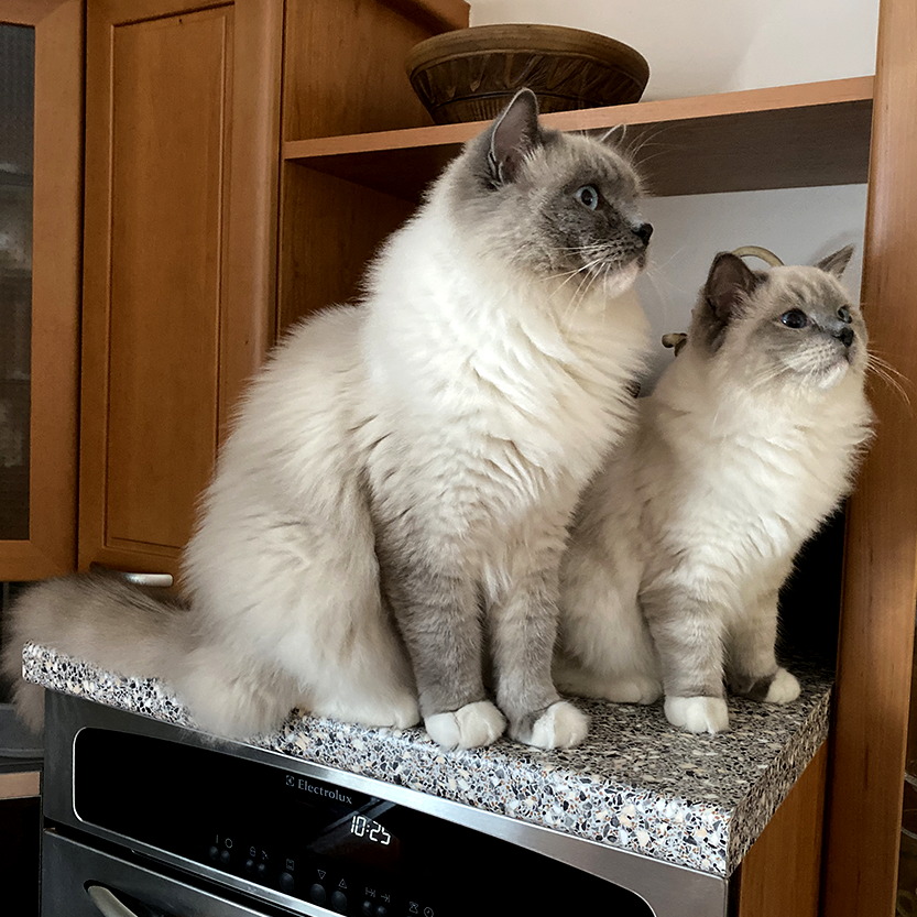 Blue mitted ragdolls – Raven and Henry help cooking