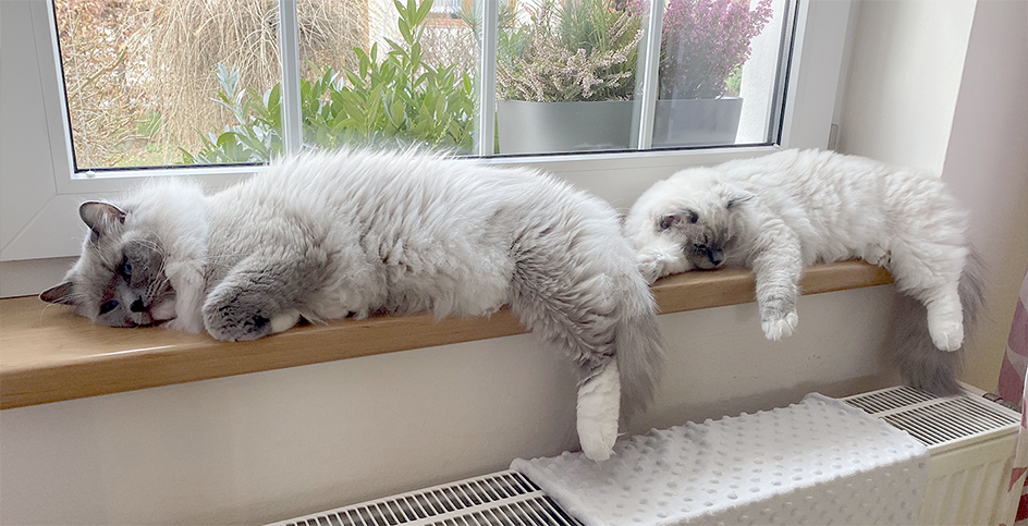 Sametová tlapka – blue mitted ragdolls